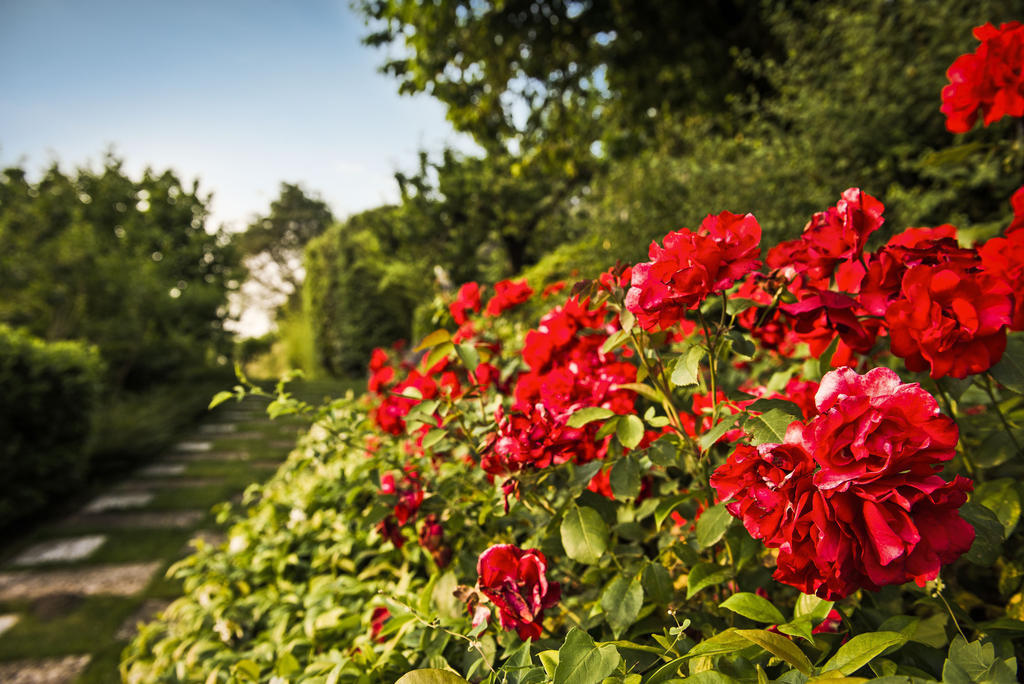 Corte Delle Cicale Bed & Breakfast Bardolino Bagian luar foto